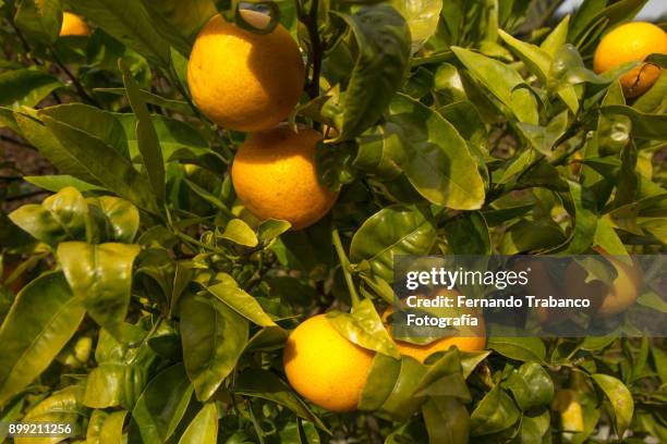 fruit trees - zitronen feld stock-fotos und bilder