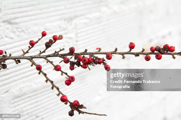 red berries - cotoneaster horizontalis stock pictures, royalty-free photos & images