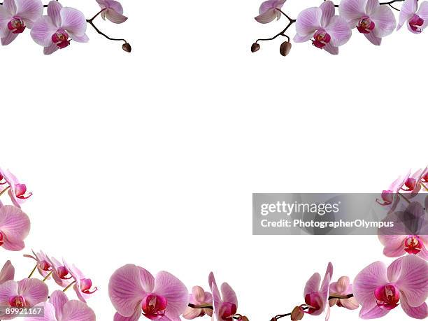 orchidées de frontière: - fleur tropicale photos et images de collection