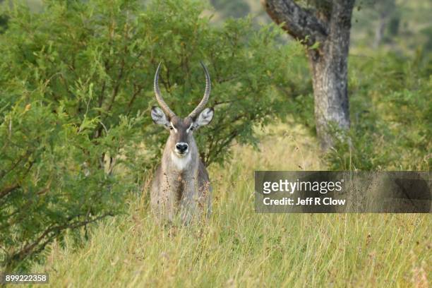 waterbuck in the bysh - defassa waterbuck stock pictures, royalty-free photos & images