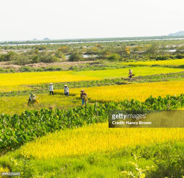 traditional vietnamese farmers working the fields near da nang vietnam. - south vietnam stock pictures, royalty-free photos & images