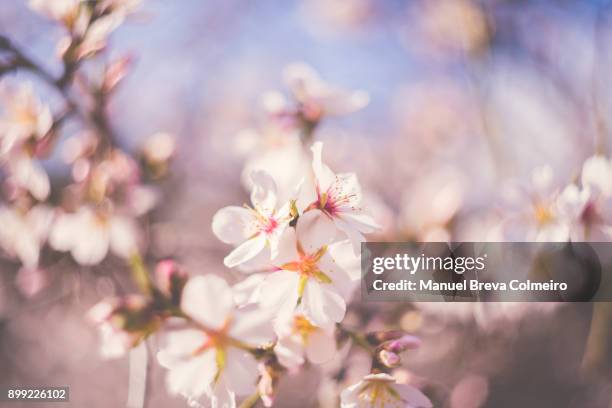 almond tree flowers in bloom - almond tree photos et images de collection