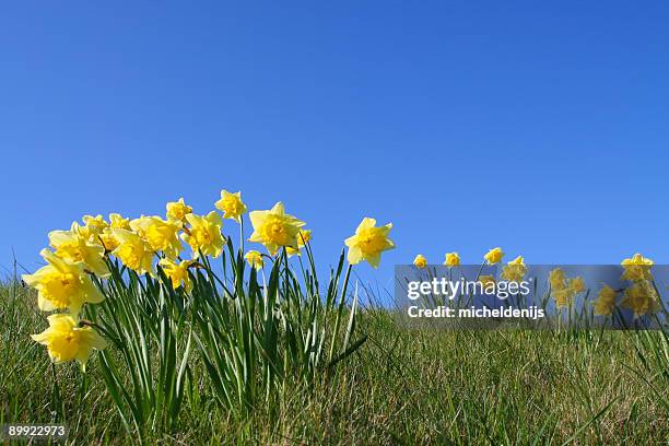 narzissen - daffodil field stock-fotos und bilder