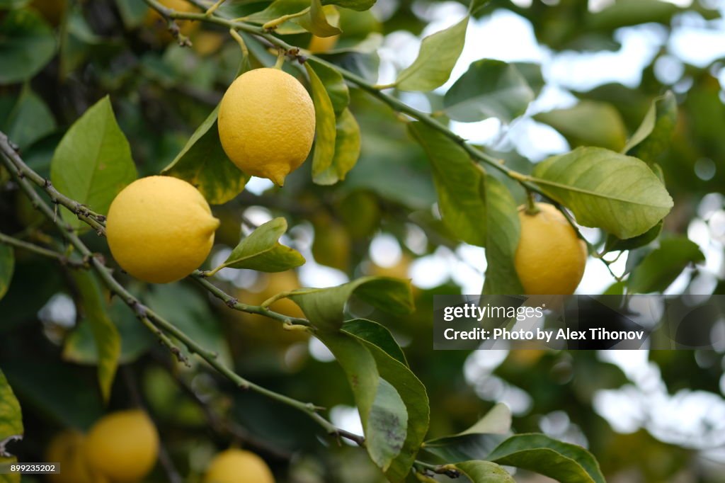 Fruiting lemon tree
