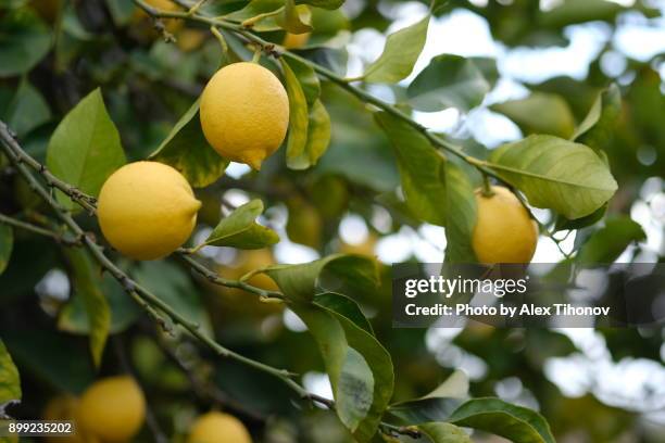 fruiting lemon tree - cidra frutas cítricas - fotografias e filmes do acervo