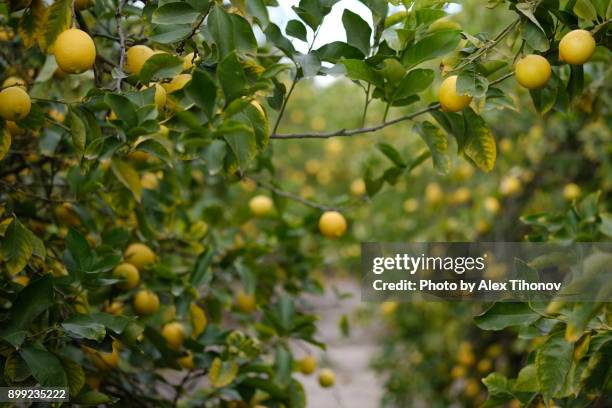 fruiting lemon tree - citrus limon foto e immagini stock