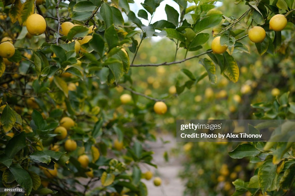 Fruiting lemon tree