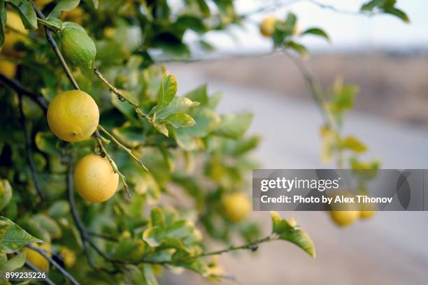 fruiting lemon tree - zitronen feld stock-fotos und bilder