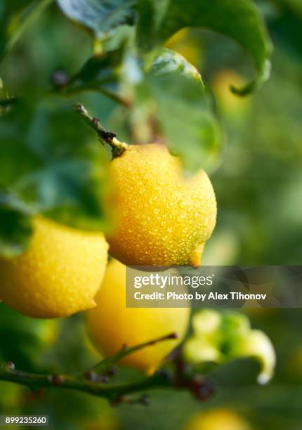 fruiting lemon tree - zitronen feld stock-fotos und bilder