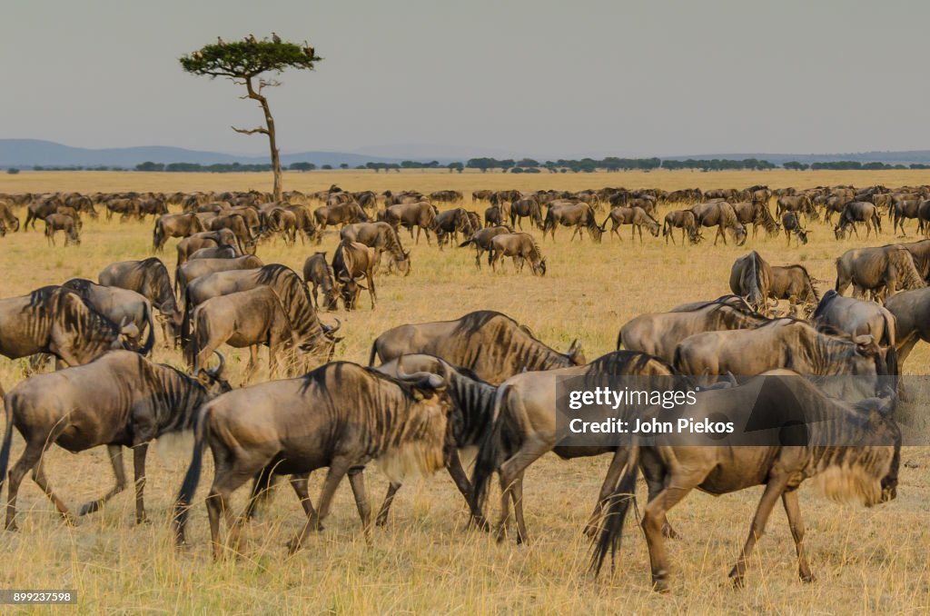 The Great Migration of Wildebeest