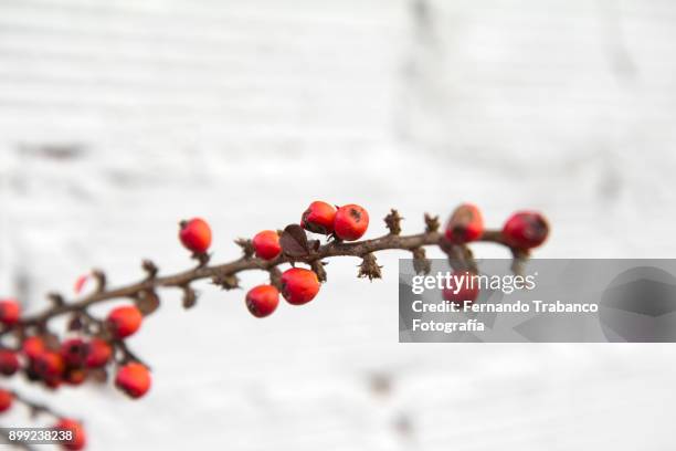 red berries - cotoneaster horizontalis stock pictures, royalty-free photos & images