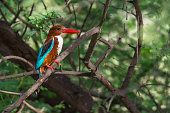 White-throated Kingfisher (Halcyon smyrnensis) in Keolado National Park, India