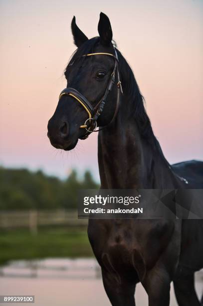 black horse at sunset - restraint muzzle stock-fotos und bilder