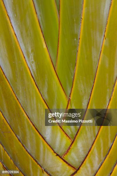 close up of the texture of the traveller's palm in the mauritius - ravenala madagascariensis stock pictures, royalty-free photos & images