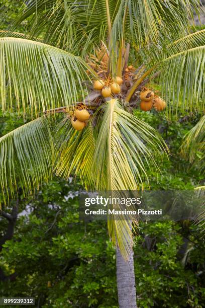 coconut tree in the mauritius - massimo pizzotti fotografías e imágenes de stock
