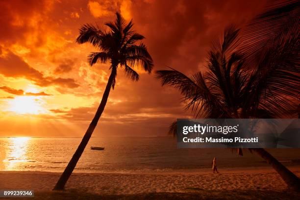 plams silhouette at sunset at le morne, mauritius - massimo pizzotti stock pictures, royalty-free photos & images