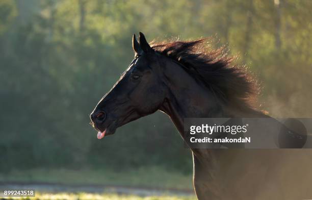 portrait of running black stallion against  light at early morning - restraint muzzle stock-fotos und bilder