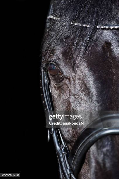 portrait of black horse at black backround - restraint muzzle stock-fotos und bilder