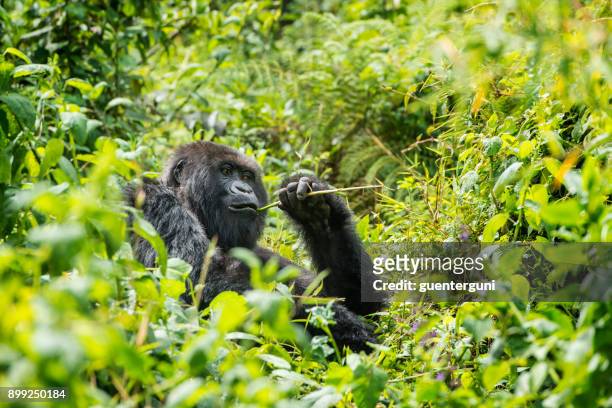 gorilla di montagna (gorilla beringei beringei) nella giungla, ruanda - mountain gorilla foto e immagini stock