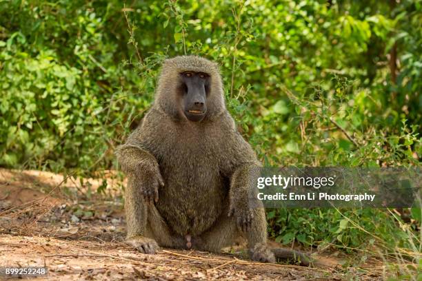 male baboon - male baboon stock pictures, royalty-free photos & images