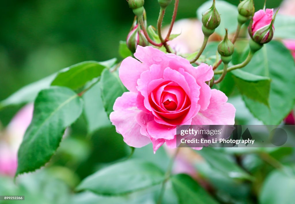 Pink Rose