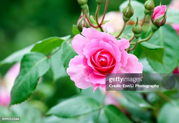 pink rose - single rose stock pictures, royalty-free photos & images