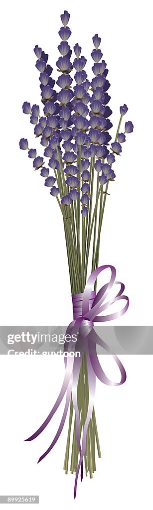 Lavender