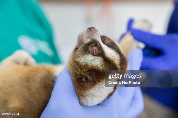 14 International Animal Care Indonesia At Bogor Photos and Premium High Res Pictures - Getty Images 14 International Animal Care Indonesia At Bogor Photos and Premium High Res Pictures - Getty Images