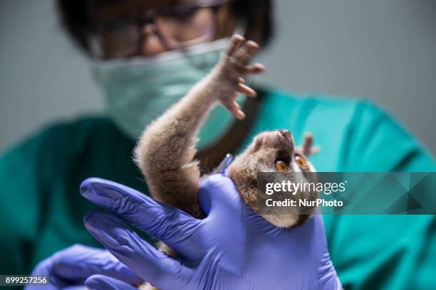 14 International Animal Care Indonesia At Bogor Photos and Premium High Res Pictures - Getty Images 14 International Animal Care Indonesia At Bogor Photos and Premium High Res Pictures - Getty Images