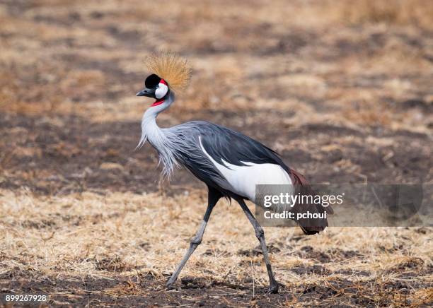 grijze kroonkraan, afrikaanse vogel, bedreigde specie, balearica regulorum - grey crowned crane stockfoto's en -beelden