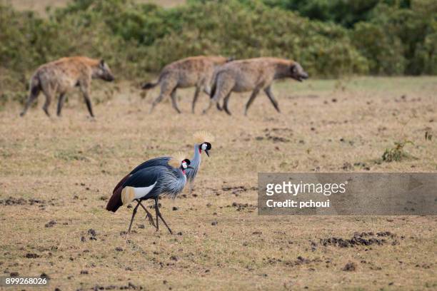 grau-gekrönter kran und hyäne, afrikanischen vogel, vom aussterben bedrohte spezies balearica regulorum - ngorongoro wildreservat stock-fotos und bilder