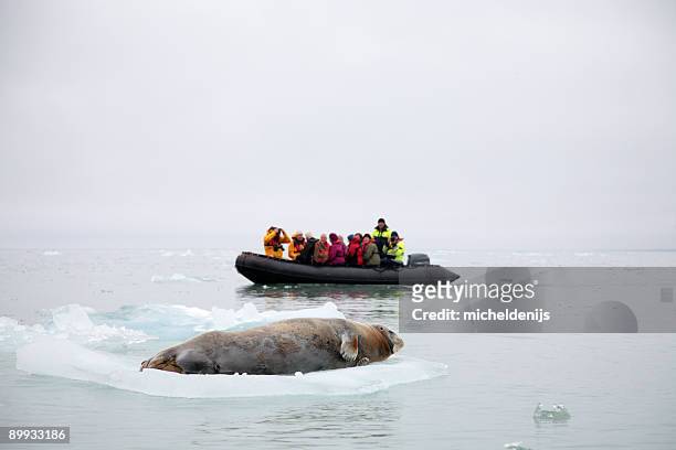 la exploración ártico - foca fotografías e imágenes de stock