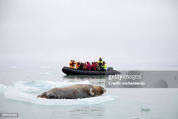 explorers in the arctic encountering a whale - seal - animal stock pictures, royalty-free photos & images