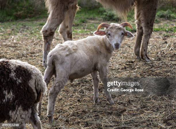 Young Jacob sheep, a British-breed of domestic sheep, is viewed on September 29 near Newberg, Oregon. Dundee, Carlton, McMinnville, and Newberg, all...