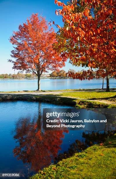 vibrant fall reflections at argyle lake, babylon, long island - lake argyle bildbanksfoton och bilder