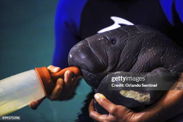 Jennifer Parnell, rescue specialist at SeaWorld Orlando, bottle feeds an orphaned manatee at SeaWorld Orlando at 3 a.m. On Thursday morning Sept. 21,...