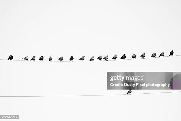 birds on a wire and one all alone - arizona bird fotografías e imágenes de stock