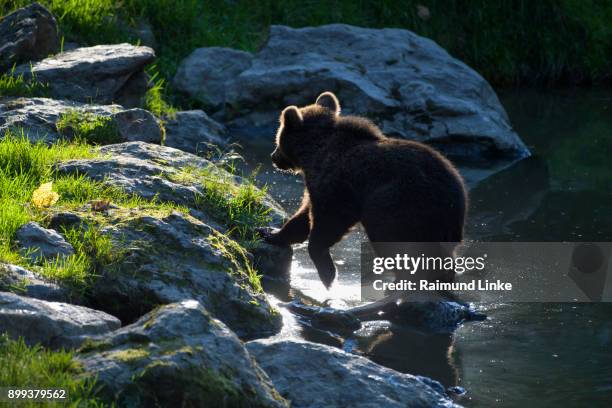 Cub Germany Bear Cub Pond Photos and Premium High Res Pictures - Getty Images