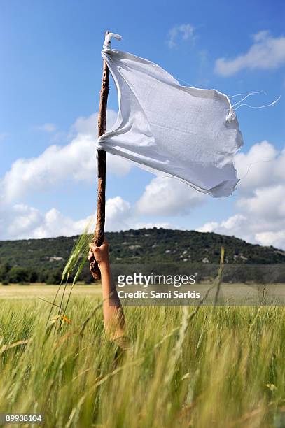 woman's arm holding a white flag in wheat field - white flag stock pictures, royalty-free photos & images