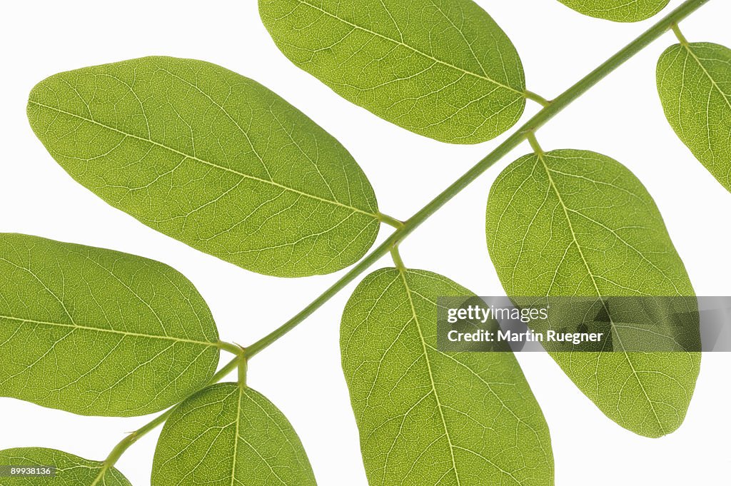 Black Locust Robinia pseudoacacia leaf.