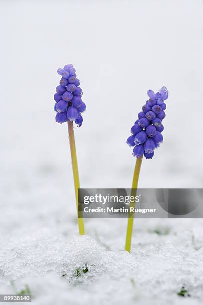 grape hyacinth muscari botryoides  in snow. - muscari botryoides stock pictures, royalty-free photos & images
