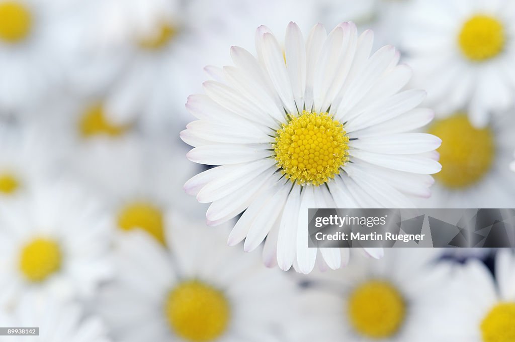 Daisy Bellis perennis, close up.