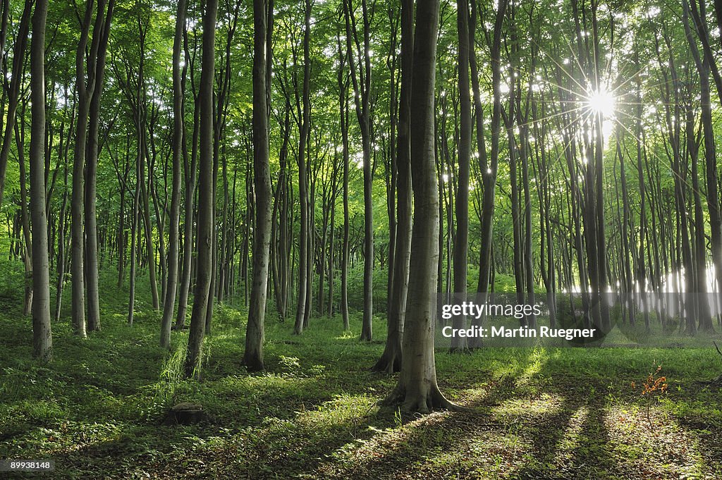 Beech tree forest with sun and sunbeas in spring.