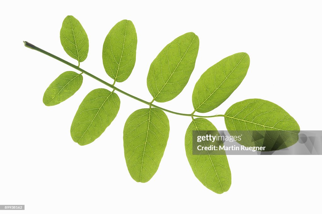 Black Locust Robinia pseudoacacia leaf.