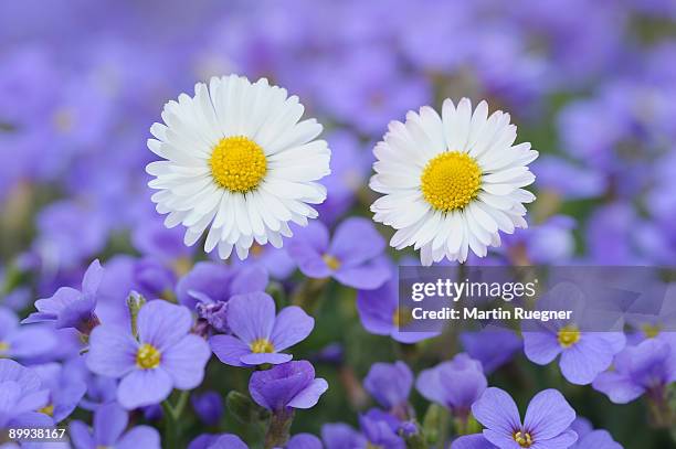 daisy bellis perennis in aubrieta flowers. - aubrieta stock pictures, royalty-free photos & images