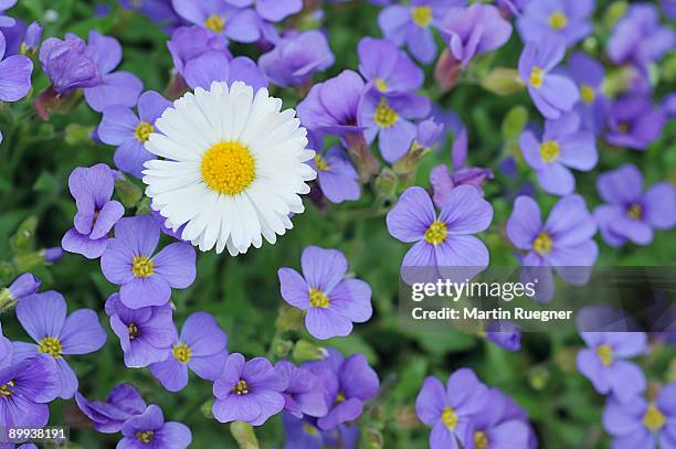 daisy bellis perennis in aubrieta flowers. - aubrieta stock pictures, royalty-free photos & images