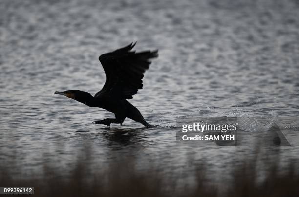 This picture taken on December 21, 2017 shows a cormorant taking off from the water at the Aogu wetlands in Chiayi county. / AFP PHOTO / SAM YEH