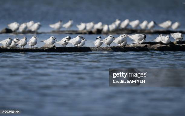 This picture taken on December 21, 2017 shows a flock of whiskered terns fly sitting at the saltpan at the Budai wetlands in Chiayi county. / AFP...