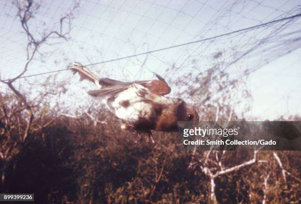 Bird, possible arbovirus carrier, captured in a fine net spread between mid-size trees, in order to be tested during a field study, 1974. Image...