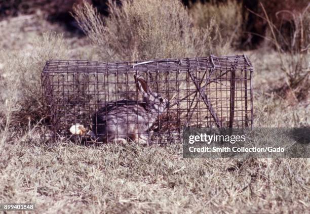 Deadly Rabbit Trap 423 Rabbit Trap Stock Photos, High-Res Pictures, and Images - Getty Images